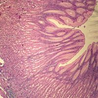 Human Fundic Stomach, sec. 7 m H&E Microscope Slide