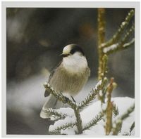 3dRose Canada, Quebec, Gray jay on snow-covered pine limb. -CN10 BJA0009 - Janyes Gallery - Greeting Cards, 6 x 6 inches, set of 12 (gc_70623_2)