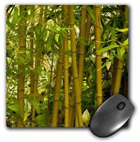 3dRose LLC 8 x 8 x 0.25 Close View of Bamboo Flora Janell Davidson Mouse Pad (mp_83430_1)