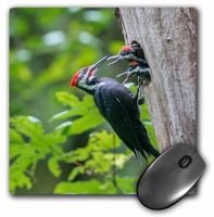 3dRose Mouse Pad Washington. Male Pileated Woodpecker Feeds Chicks at Nest Hole, 8 x 8" (mp_279665_1)