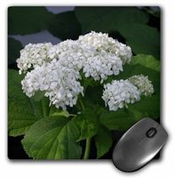 3dRose LLC 8 X 8 X 0.25 Inches White Hydrangeas Mouse Pad (mp_26864_1)