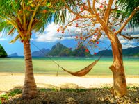 DZJYQ 6.5x5ft(2x1.5m) Blue Sky White Cloud Green Coconut Tree Red Flowers Hammock Mountain Beach Ocean Sea Holiday Wedding Love Children Party Decoration Backdrop Photography Background 63