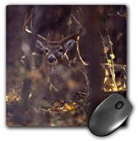 3dRose LLC 8 X 8 X 0.25 Inches Hagerman National Wildlife Refuge, Whitetailed Deer Buck Rick A. Brown Mouse Pad (mp_94535_1)