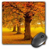 3dRose LLC 8 x 8 x 0.25 Inches Mouse Pad, Autumn Tree (mp_97785_1)