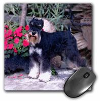 3dRose LLC 8 x 8 x 0.25 Inches Schnauzer Mouse Pad (mp_265_1)
