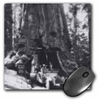 3dRose LLC 8 x 8 x 0.25 Inches Wawaon Tree at Maraposa Grove Yosemite National Park Mouse Pad (mp_8960_1)