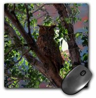 3dRose LLC 8 x 8 x 0.25 Inches Owl and The Moon Mouse Pad (mp_13678_1)