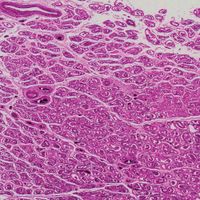 Human Testis, sec. 7 m, H&E Microscope Slide