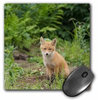 3dRose LLC 8 x 8 x 0.25 USA Alaska McNeil River Red Fox Rebecca Jackrel Mouse Pad (mp_87684_1)