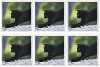 3dRose Black Cat in Nature - Greeting Cards, 6 x 6 inches, set of 6 (gc_47155_1)