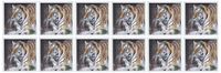 3dRose Tiger - Greeting Cards, 6 x 6 inches, set of 12 (gc_12185_2)