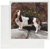 3dRose A Basset Hound dog - US05 ZMU0111 - Zandria Muench Beraldo - Greeting Cards, 6 x 6 inches, set of 12 (gc_88795_2)