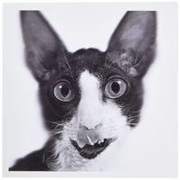 3dRose Rex cornish bicolore noir et blanc - Greeting Cards, 6 x 6 inches, set of 12 (gc_11313_2)