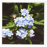 3dRose Forget me not - Greeting Cards, 6 x 6 inches, set of 6 (gc_4193_1)