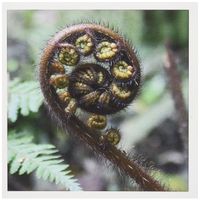 3dRose Rolled Fern fractal Koru South Island New Zealand - Greeting Cards, 6 x 6 inches, set of 6 (gc_22808_1)