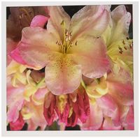 3dRose Rhododendron - Greeting Cards, 6 x 6 inches, set of 12 (gc_3144_2)