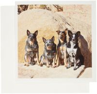 3dRose Four Australian Cattle Dogs - US05 ZMU0109 - Zandria Muench Beraldo - Greeting Cards, 6 x 6 inches, set of 12 (gc_88793_2)