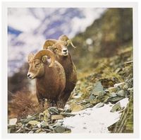 3dRose Bighorn sheep rams, altyn Ridge, Glacier NP, Montana - US27 CHA1696 - Chuck Haney - Greeting Cards, 6 x 6 inches, set of 6 (gc_91824_1)