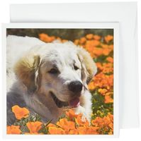 3dRose A Great Pyrenees Dog, California - US05 ZMU0333 Greeting Cards, 6" x 6", Set of 12 (gc_143002_2)