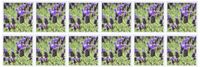 3dRose lavender inspiration - Greeting Cards, 6 x 6 inches, set of 12 (gc_22686_2)