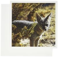 3dRose Fox Peninsula Valdes Argentina - Greeting Cards, 6 x 6 inches, set of 12 (gc_37637_2)