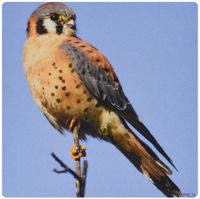 3dRose LLC 8 x 8 x 0.25 Inches Mouse Pad, American Kestrel Falco SparveriusBack Bay Reserve, California (mp_45751_1)