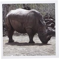 3dRose Rhino Greeting Cards, 6 x 6 Inches, Set of 6 (gc_12191_1)