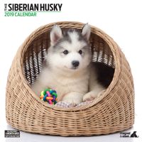Siberian Husky Modern 2019 Calendar