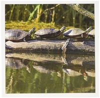 3dRose Painted turtles, Illinois and Michigan canal - US14 CHA0008 - Chuck Haney - Greeting Cards, 6 x 6 inches, set of 6 (gc_90170_1)