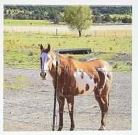 3dRose Greeting Cards, 6 x 6 Inches, Pack of 12, Pony with Brown and White with Spots (gc_49449_2)