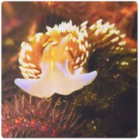 3dRose LLC 8 x 8 x 0.25 Inches Horned Nudibranch Head-On View Catalina Island, California Pattern Mouse Pad (mp_45885_1)