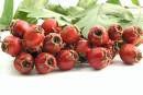 Hawthorn Leaf Flowers Capsules