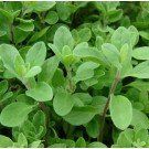 Marjoram 100% Pure Essential Oil 20ml