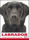 THE DOG Notecard Vol. 1 - Labrador Retriever