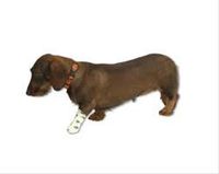 Andover PetFlex Printed Cohesive Compression Tape, 4"x5yds, Each