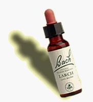 BACH Chestnut Bud 20ML