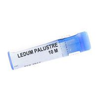 Ledum Palustre 10m/UDT by BOIRON
