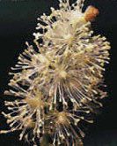 Black Cohosh Herbal Tea