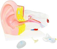 LXX Human Ear Anatomical Model,Human Anatomy Science Models-6 Times Larger Human Body Organ Anatomy PVC Plastic Medical Teaching Aid Tool,Biology Science and Educational Instrument