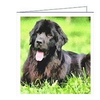 Newfoundland - Madden - Notecards- Set of 6 with Envelopes by Doggylips