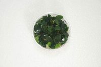 Mint Leaf Piptospatha ridleyi Tissue Culture Cup L976