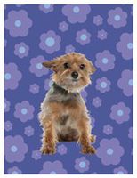 Yorkshire Terrier Boxed Blank Notecards Box of 10