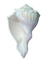 IndianStore4All BIG RIGHT HANDED DAKSHINAVARTI SHANKH LAKSHMI CONCH FOR WORSHIP HINDU Religious 6.5-7 Inches Approx Shankh