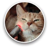 playhair Red Led Light Therapy Device -Cat, Dog, Horse. Pain Relief Hip, Joint, Mobility.and Inflammation Relief Advanced Pain Relief