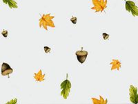 NW Printed Cello Roll - 30in. X 100 Feet Per Roll - Woodland Design - 3 Rolls