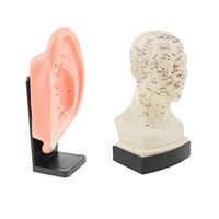 Set of 2 Pieces Human Head Ear Acupuncture Meridian Models with Acupressure Points in Chinese