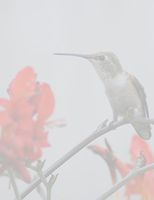 Humming Bird Stationery Printer Paper 26 Sheets