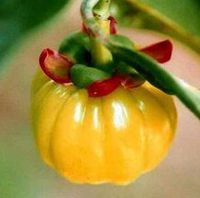 Garcinia Cambogia Extract Powder - 50% HCA (Hydroxycitric Acid) - Bulk (5 lb)