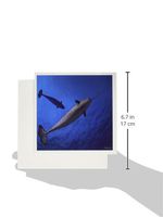 3dRose The Narwhal lives mainly in the High Arctic, amongst the pack ice and generally offshore - Greeting Cards, 6 x 6 inches, set of 6 (gc_46392_1)