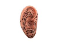 Human Ear Model with Acupuncture Points (16 inch (40.6cm))